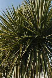 YUCCA FILAMENTOSA COLOR GUARD VASO 24
