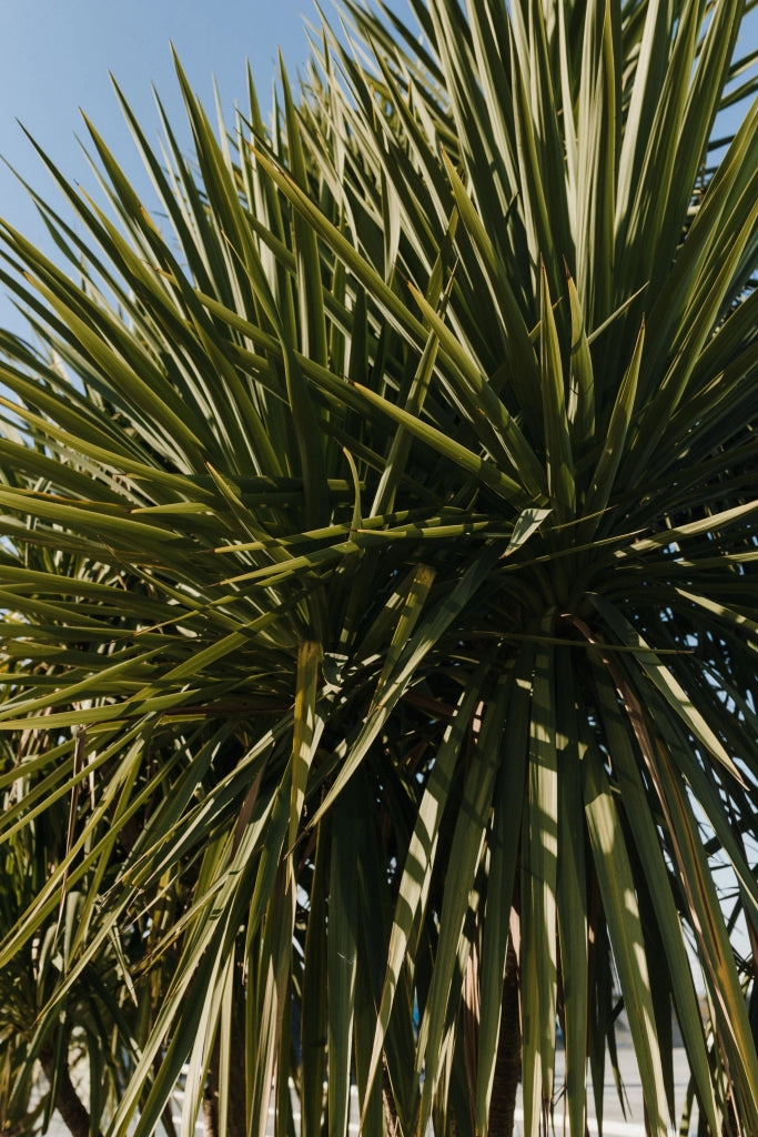 YUCCA FILAMENTOSA COLOR GUARD VASO 24