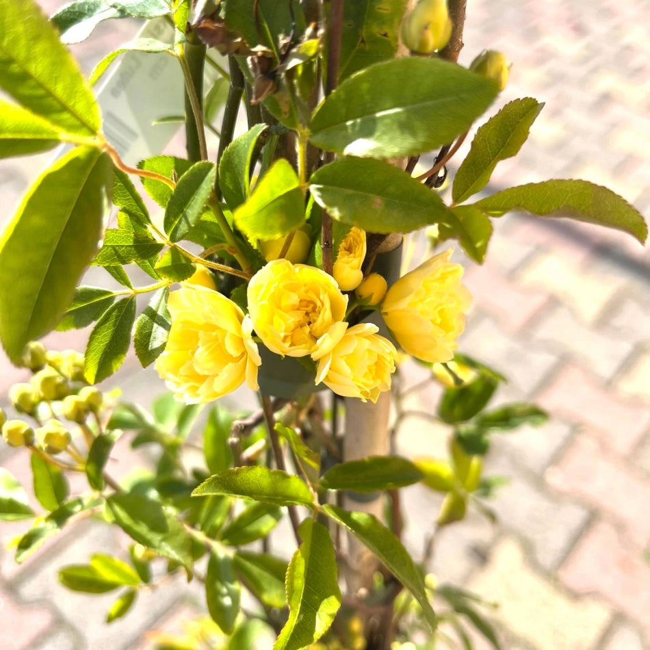 Pianta di ROSA BANKSIAE LUTEA fiore giallo rampicante SENZA SPINE vaso 18/20 cm