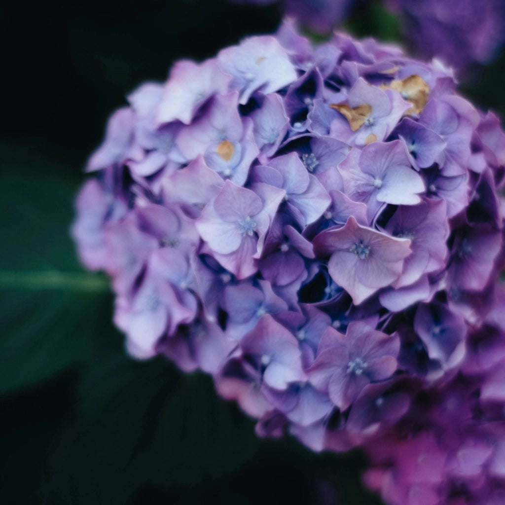 Gardenaria Ortensia - Hydrangea Macrophylla 'Mathilda Gutges' - Pianta acidofila ornamentale da esterno Altezza: 30/40 cm (vaso19)