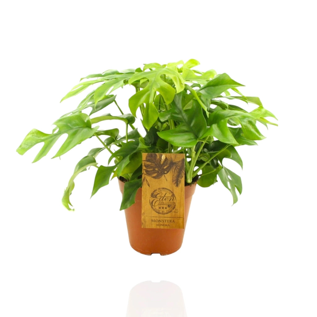 Gardenaria Monstera Minima - Rhaphidophora tetrasperma - Pianta da interno ornamentale Altezza: 40 cm (vaso 12)