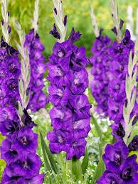 Bulbi di Gladiolo Fidelio Viola 12/14 – Eleganza slanciata