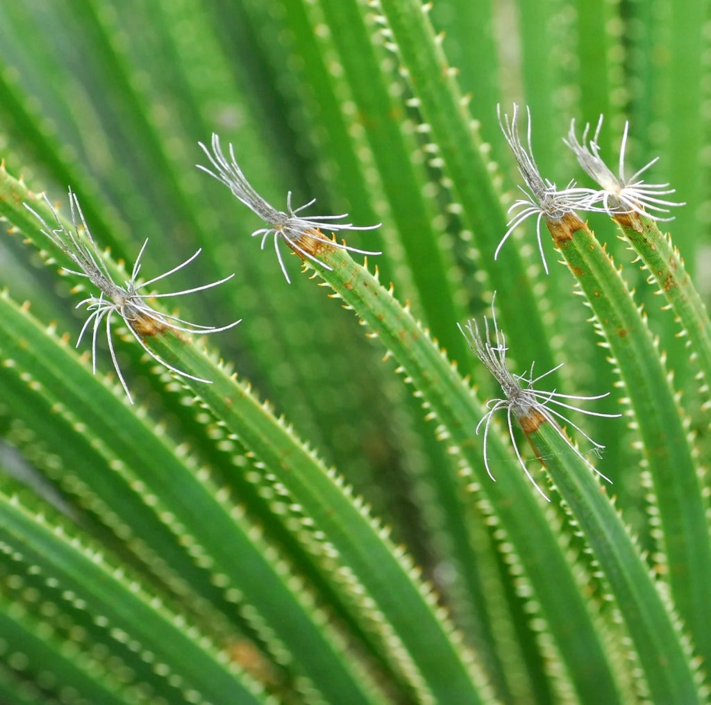 Dasylirion acrotrichum – Pianta ornamentale elegante per giardini mediterranei
