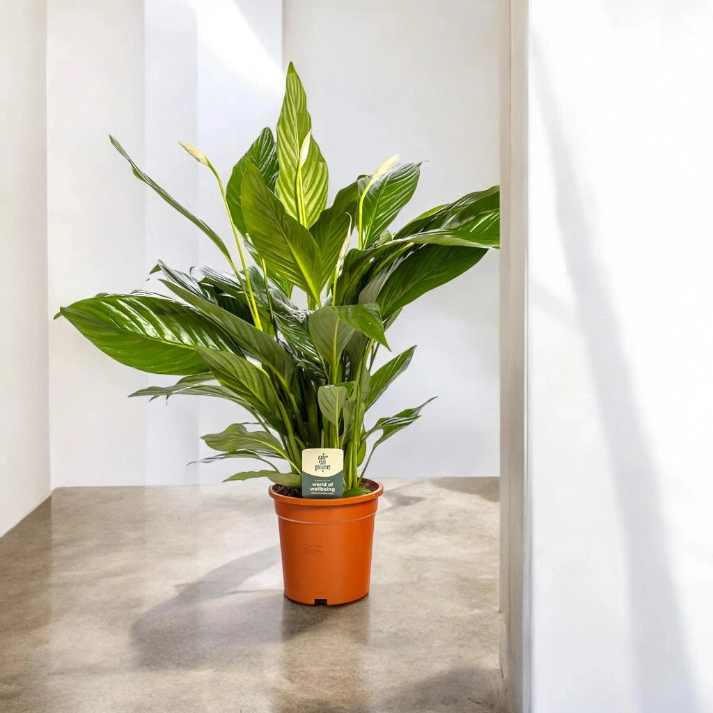 Gardenaria Spathiphyllum 'Sweet Lauretta' - Pianta da interno ornamentale Altezza: 80 cm (vaso 19)