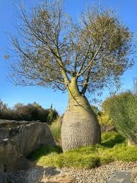 Brachychiton Rupestris Grande Esemplare – Albero Bottiglia foto reali