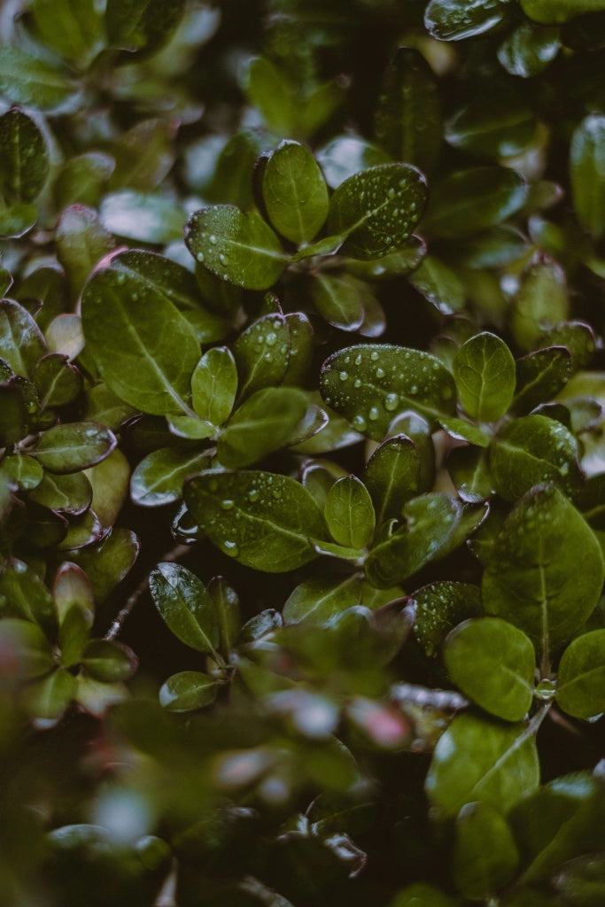 COPROSMA PACIFIC DAWN VASO 18
