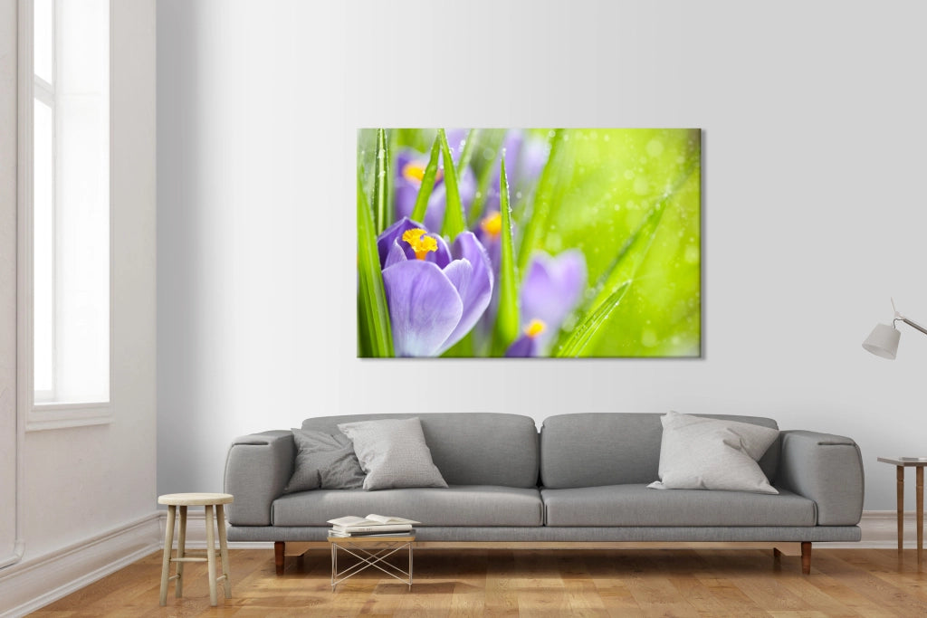 Fiori della Sorgente del Croco - Quadro Canvas su telaio in legno Misura: 70X50 cm