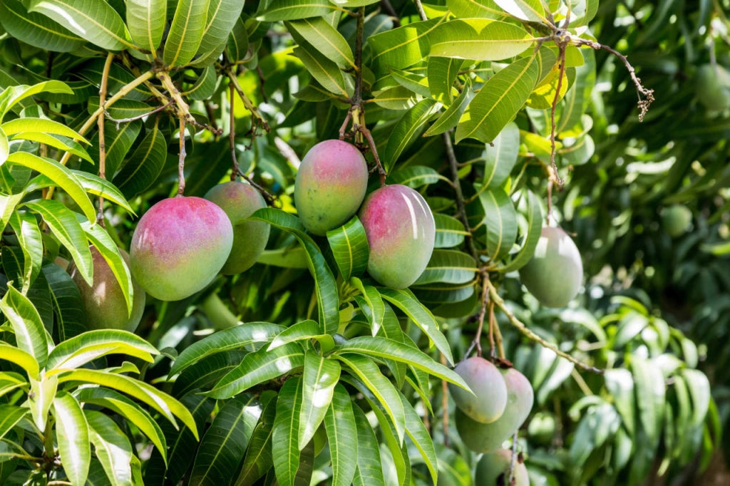 Pianta di Mango Coconut Cream – Varietà Tropicale dal Gusto Dolce e Cremoso