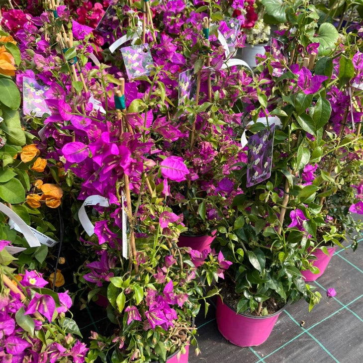 Pianta di BOUGANVILLEA SANDERIANA Piramide h 70 in vaso 18 cm AMDgarden