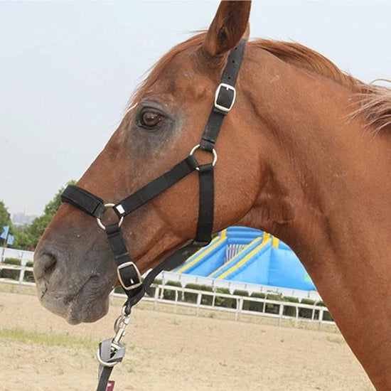 Halster per Cavallo - Porta Visiera Regolabile - Alta Resistenza