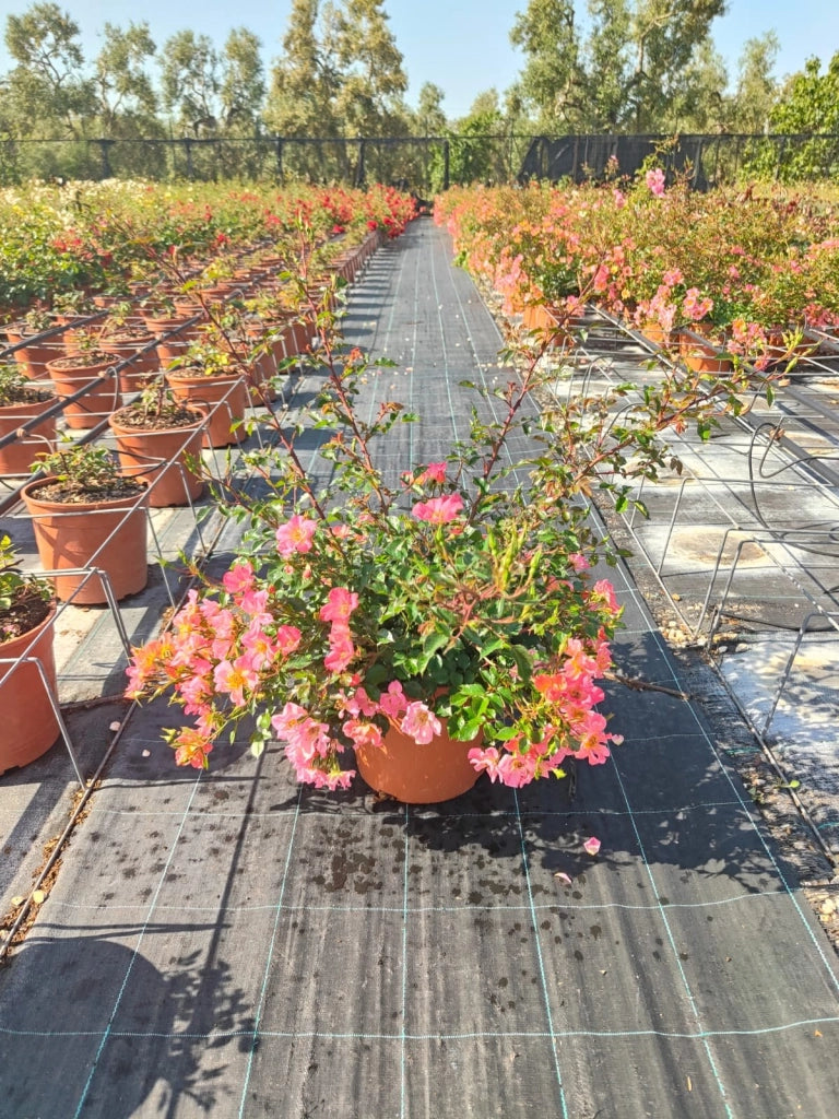 ROSA HAPPY CHAPPY VASO 24