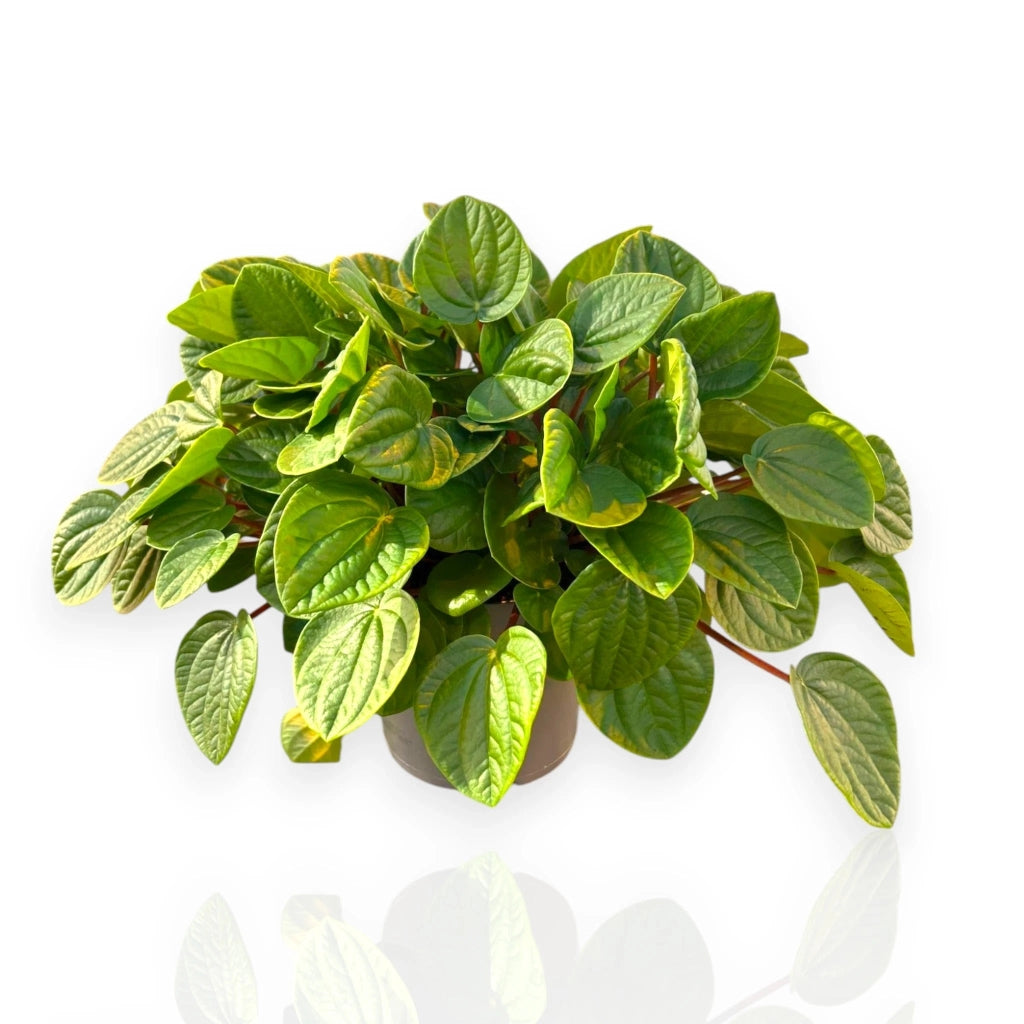 Gardenaria Peperomia albovittata 'Rana verde' - Pianta da interno ornamentale Altezza: 15 cm (vaso 11)