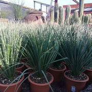 Dasylirion serratifolium – Pianta ornamentale resistente per giardini aridi