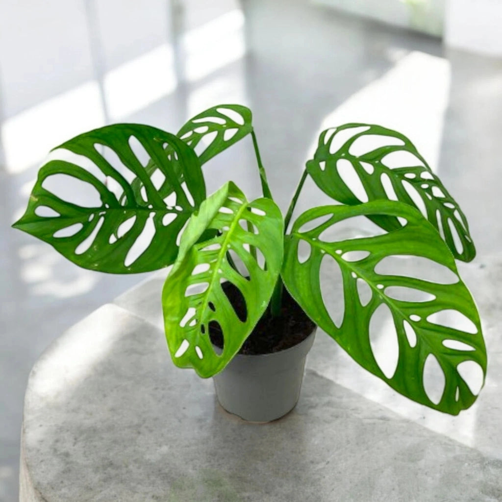 Gardenaria Philodendron 'Esqueleto' - Pianta da interno ornamentale Altezza: 40 cm (vaso 12)