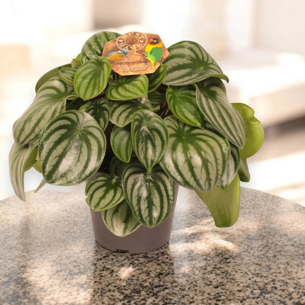 Gardenaria Peperomia argyreia - Pianta da interno ornamentale Altezza: 20 cm (vaso 12)