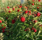Rubus illecebrosus Lampone Fragola – Frutti rossi ornamentali