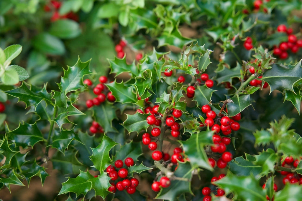 AGRIFOGLIO NELLIE STEVENS (ILEX NELLIE R. STEVENS) ALBERELLO VASO 30