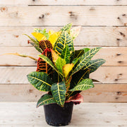 Codiaeum Croton Petra foto reali H 50cm vaso 18cm
