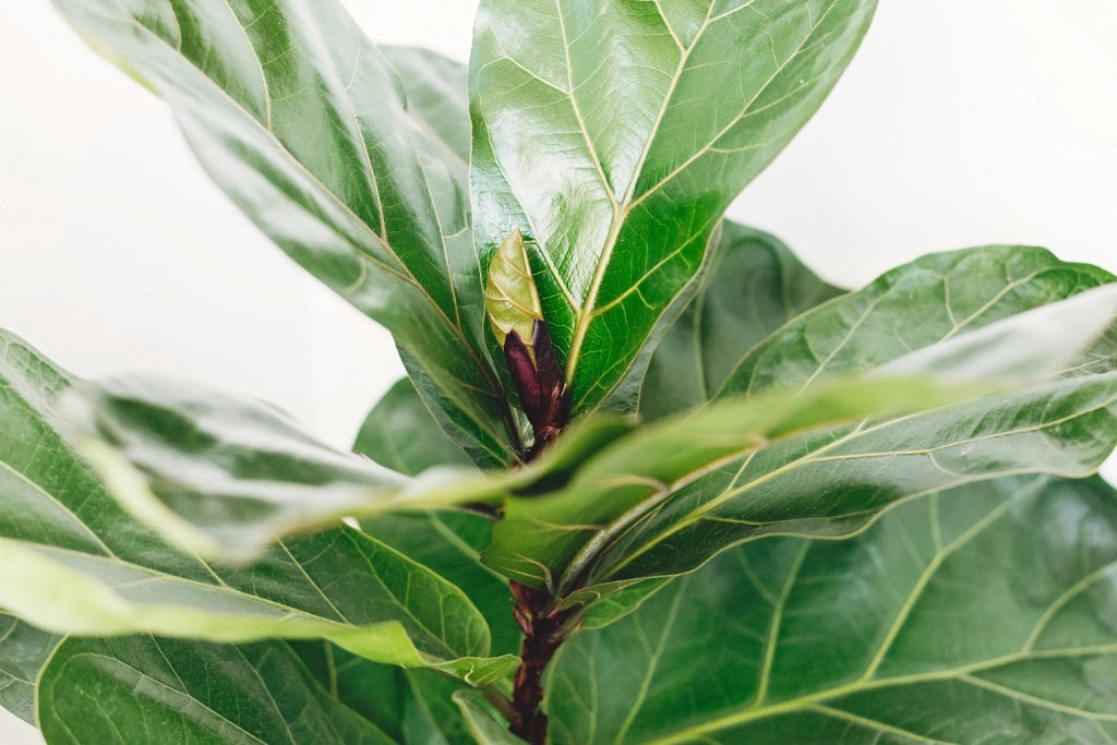 Ficus Lyrata Foto Reali H 100cm vaso 17cm
