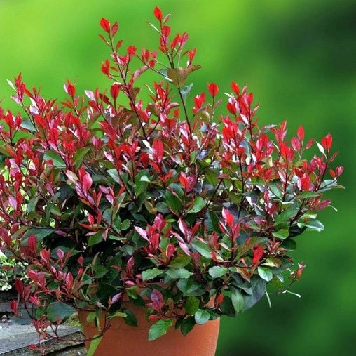 Photinia x Fraseri Little Red (Photinia Nana) vaso 18cm