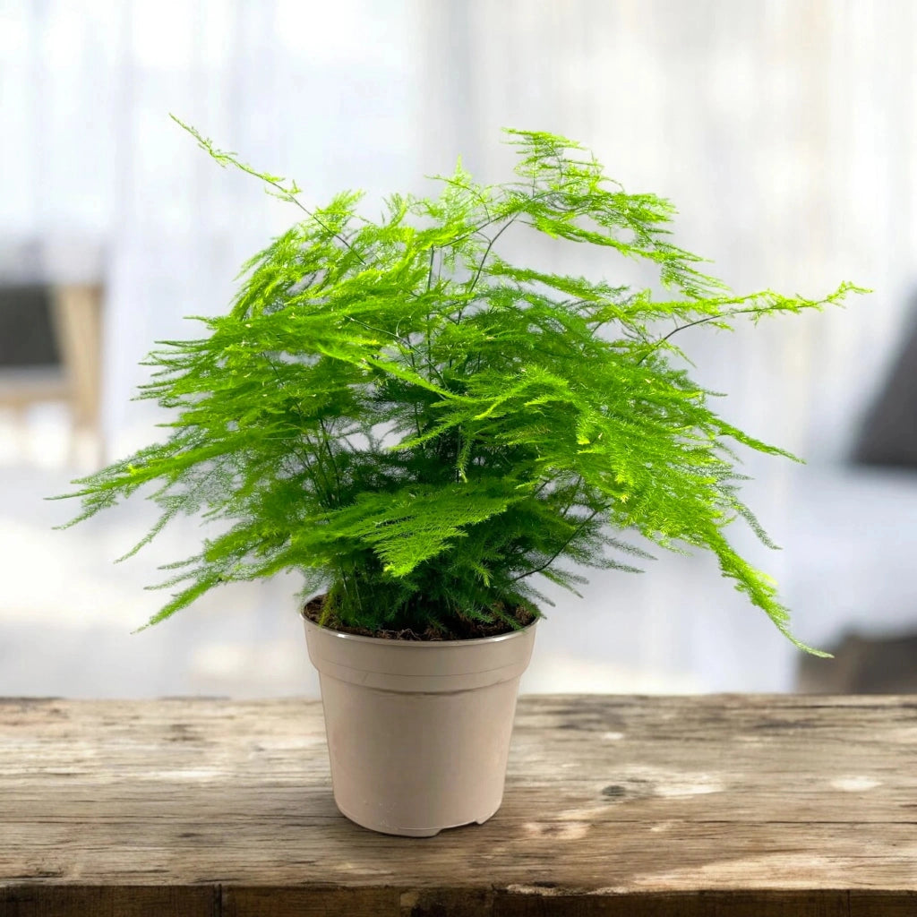 Gardenaria Asparagus setaceus 'Plumosus' - Pianta da interno ornamentale Altezza: 45 cm (vaso 15)