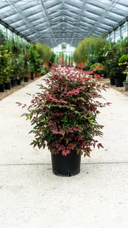 Gardenaria Nandina domestica 'Obsessed' - Arbusto ornamentale da giardino Altezza: 40/60 cm (vaso19)