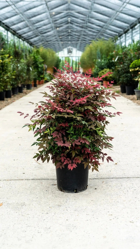 Gardenaria Nandina domestica 'Obsessed' - Arbusto ornamentale da giardino Altezza: 40/60 cm (vaso19)