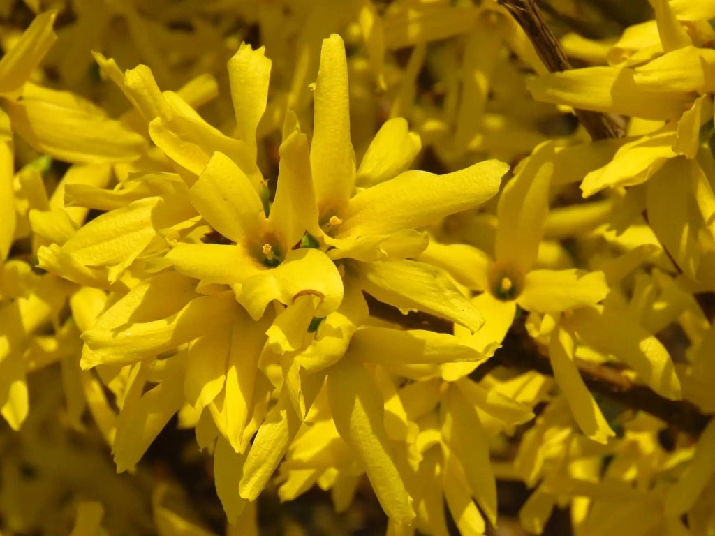 Gardenaria Forsizia - Forsythia intermedia 'Mikador' - Arbusto ornamentale da giardino Altezza: 40/60 cm (vaso19)