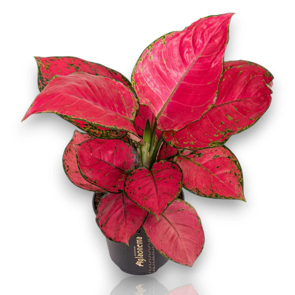Gardenaria Aglaonema 'Red Joy' - Pianta da interno ornamentale Altezza: 50 cm (vaso 12)