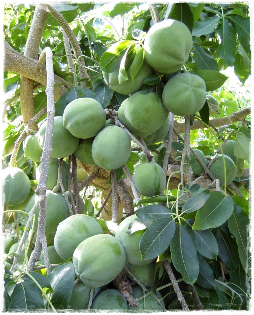 Zapote bianco, Casimiroa Edulis mc dill foto reali H 100 cm