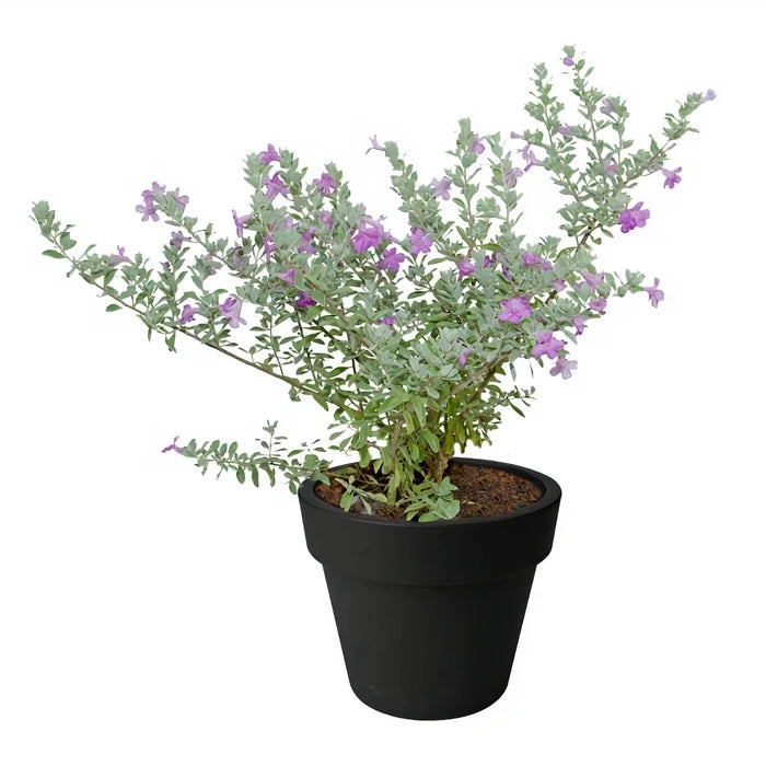 pianta di LEUCOPHYLLUM FRUTESCENS GREEN CLOUD CESP.17