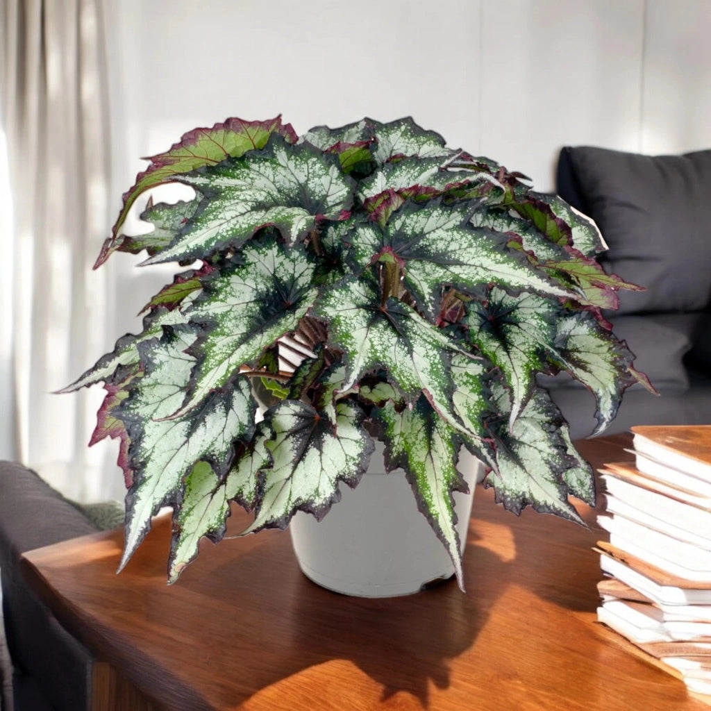 Gardenaria Begonia rex 'Green Valley' - Pianta da interno ornamentale Altezza: 25 cm (vaso 13)