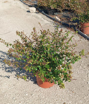 ABELIA GRANDIFLORA BIANCO VASO 24