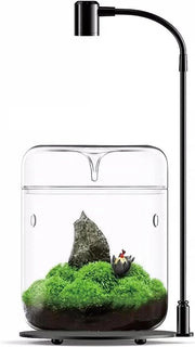 Terrario in vetro per piante - vaso decorativo - 1 pezzo - 12 x 17,5 cm - con coperchio