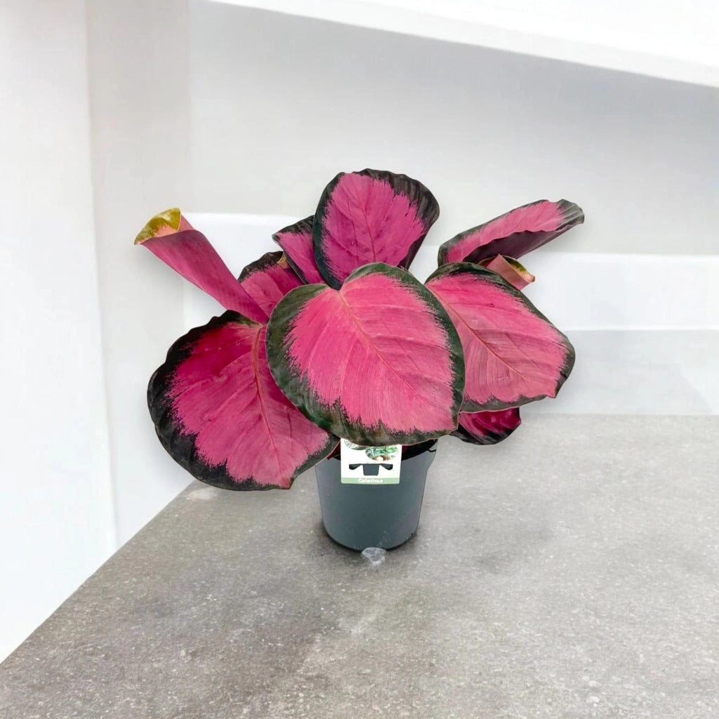 Gardenaria Calathea roseopicta 'Crimson' - Pianta da interno ornamentale Altezza: 45 cm (vaso 14)