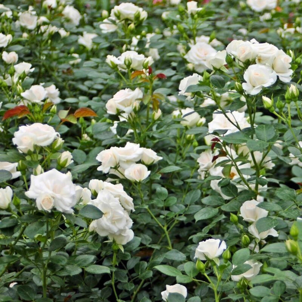 Gardenaria Rosa rampicante 'Aspirin Rose' - Rosa da giardino Altezza: 180 cm (vaso 20)