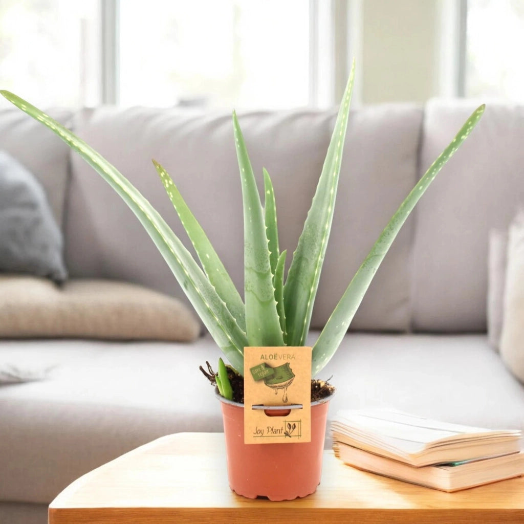 Gardenaria Aloe vera - Pianta da interno ornamentale Altezza: 40 cm (vaso 12)