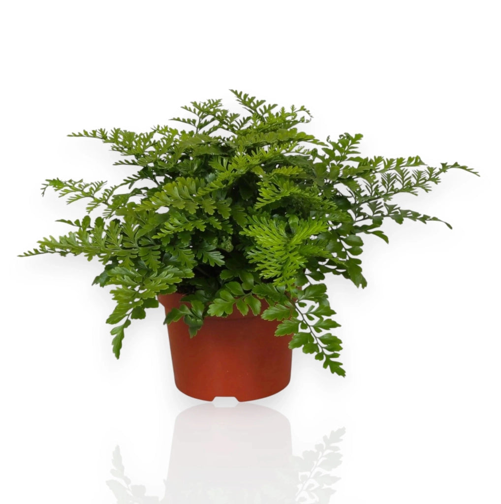 Gardenaria Asplenium parvati - Pianta da interno ornamentale Altezza: 25 cm (vaso 12)