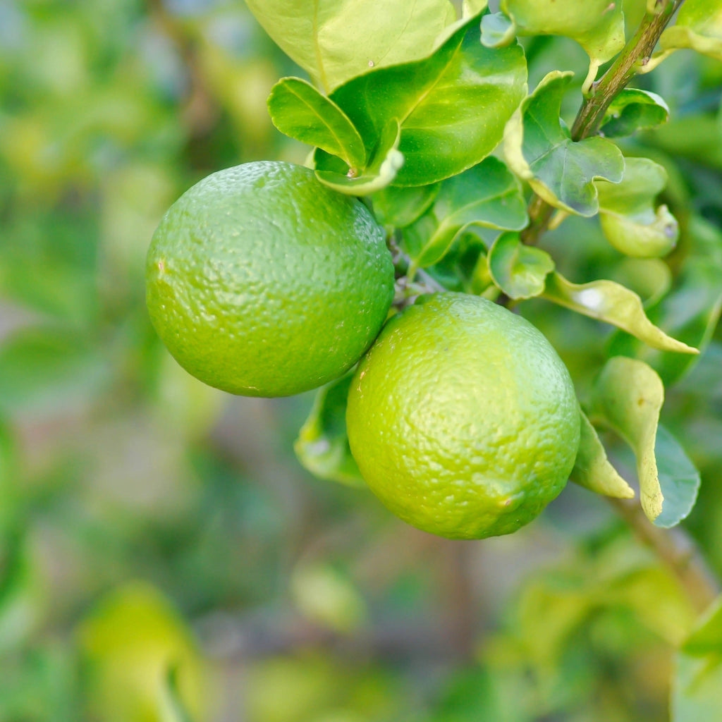 Gardenaria Bergamotto - Citrus bergamia - Pianta di agrume da frutto in vaso Altezza: 70/80 cm (vaso 22)