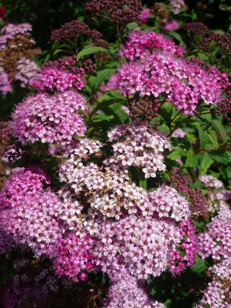 Gardenaria Spirea - Spiraea japonica 'Shirobana' - Arbusto ornamentale da giardino Altezza: 50/70 cm (vaso19)