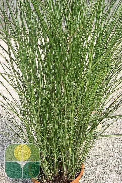 Gardenaria Miscanthus sinensis 'Gracillimus' - Graminacea ornamentale da esterno Altezza: 100 cm (vaso 24)