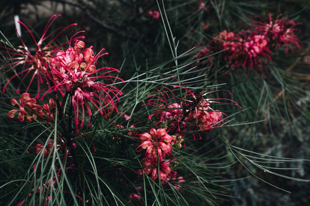 GREVILLEA JUNIPERINA VASO 18