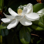 Pianta di MAGNOLIA GRANDIFLORA  foglie GRANDI in vaso 18 cm FOTO REALE