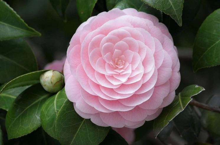 Camelia JAPONICA  vaso 18cm foto reali H 70/80cm