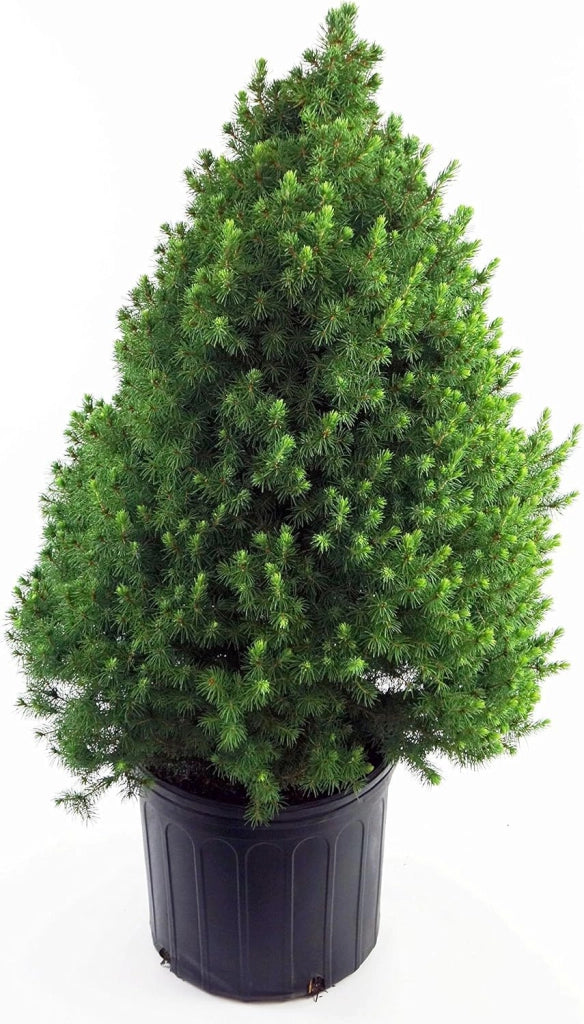 PICEA GLAUCA ‘CONICA’ (O ‘ALBERTIANA ‘CONICA’) 100 cm – Naturale e Fresco