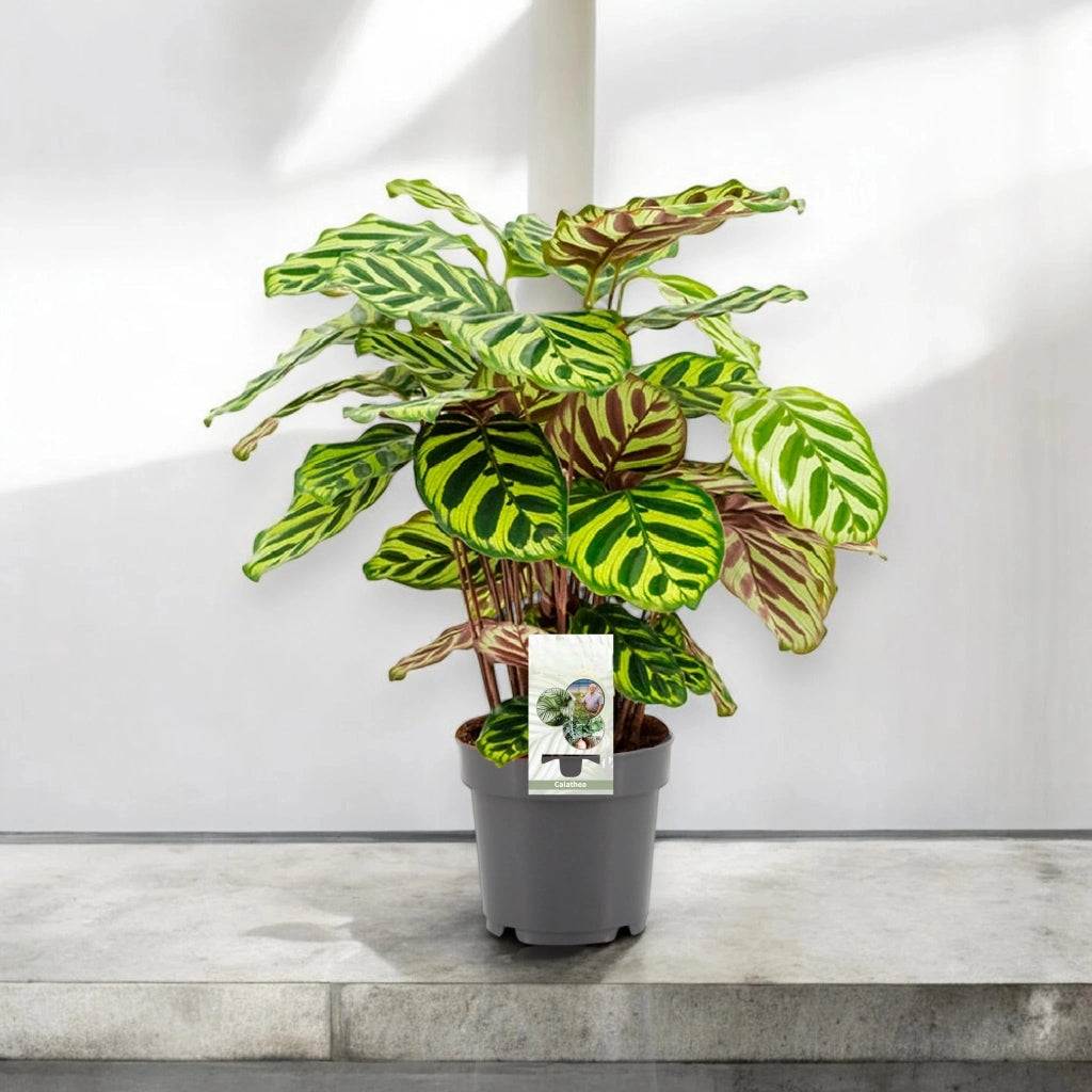 Gardenaria Calathea makoyana - Pianta da interno ornamentale Altezza: 45 cm (vaso 14)