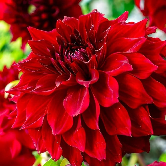 Bulbi di Dalia Edinburgh Rosso/Bianco – Bicolore elegante