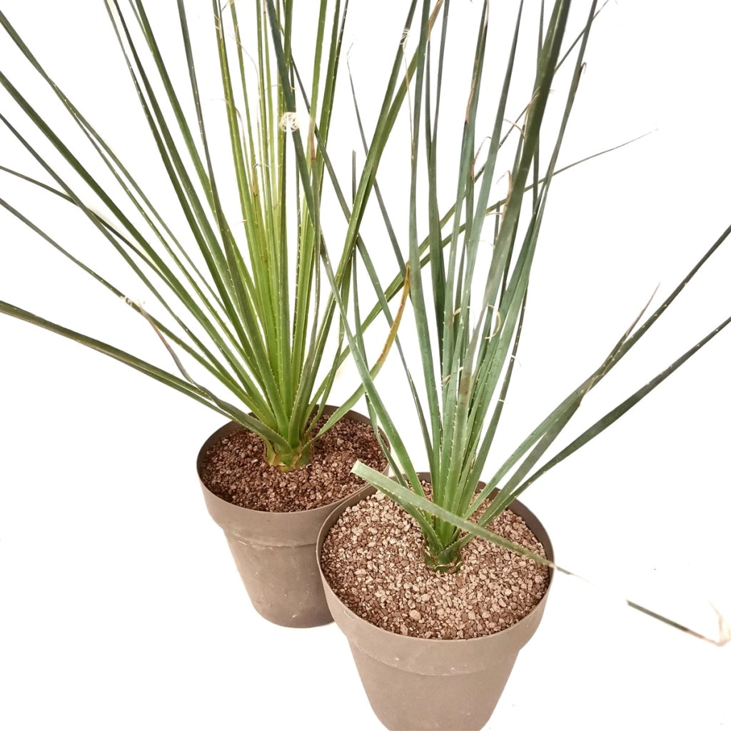 Dasylirion serratifolium – Pianta ornamentale resistente per giardini aridi