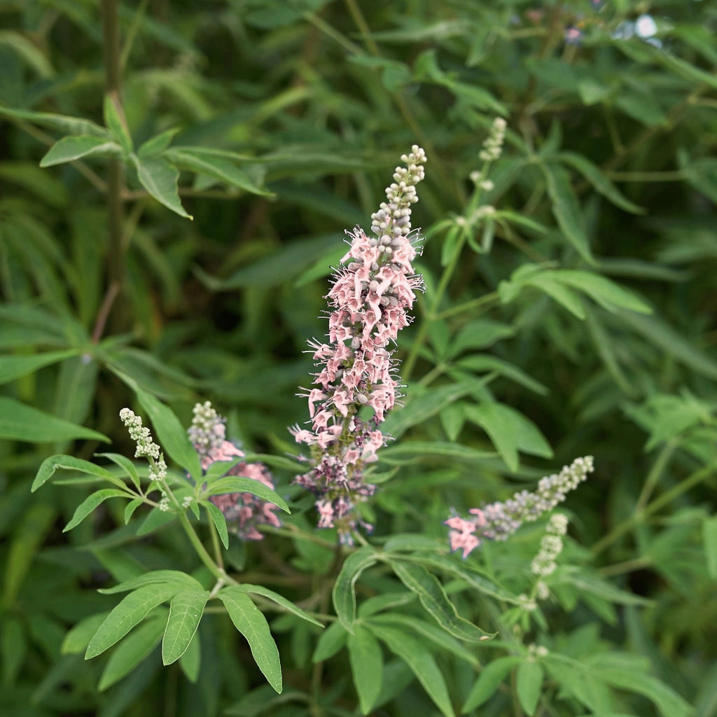 Gardenaria Vitex 'Pink Pinnacle' - Arbusto ornamentale da giardino Altezza: 40/50 cm (vaso18)