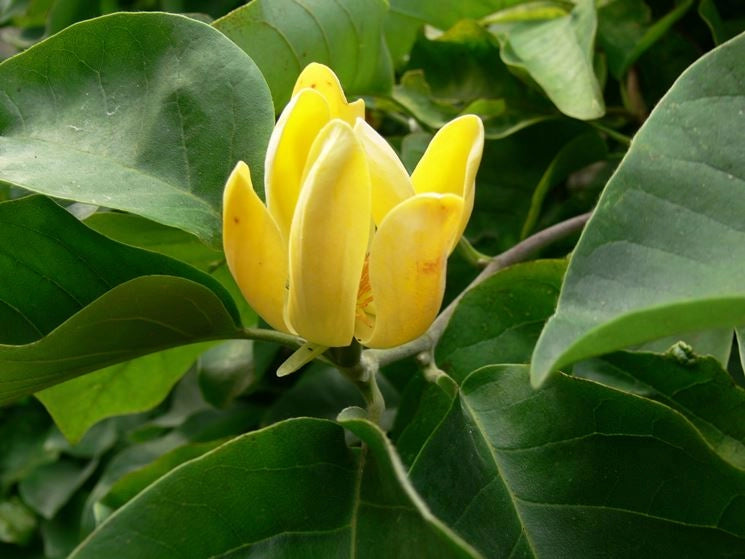 Magnolia x brookynensis Yellow Bird fiore giallo h 100cm  in vaso 18cm AMDGarden
